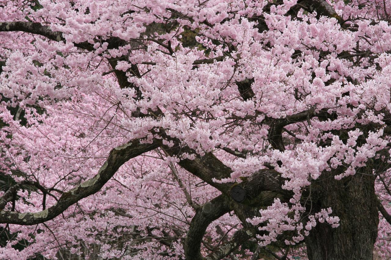 Nukumorino-yado Komanoyu Kiso Bagian luar foto